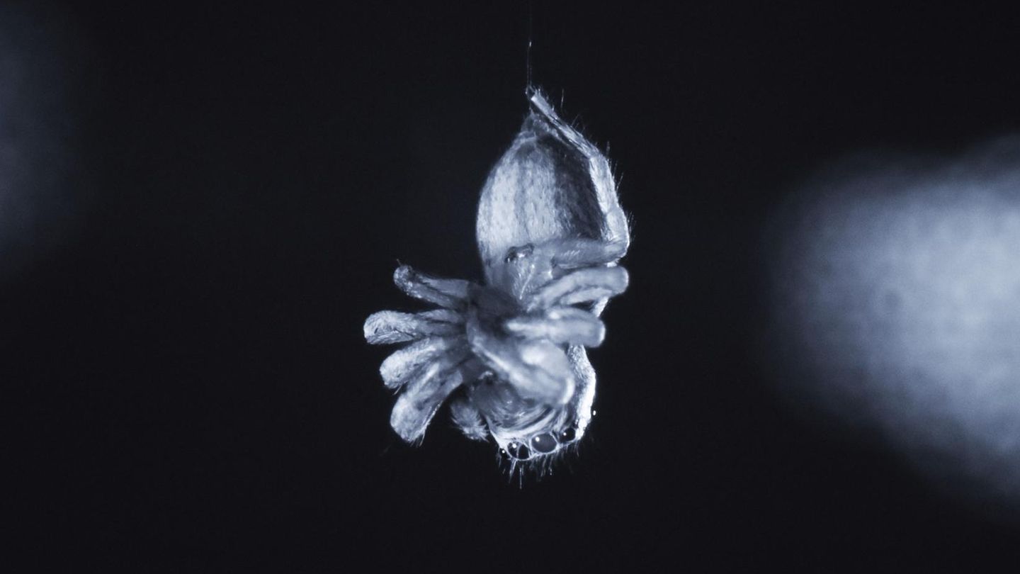 Typisch für "schlafende" Springspinnen: die eingezogenen Beine