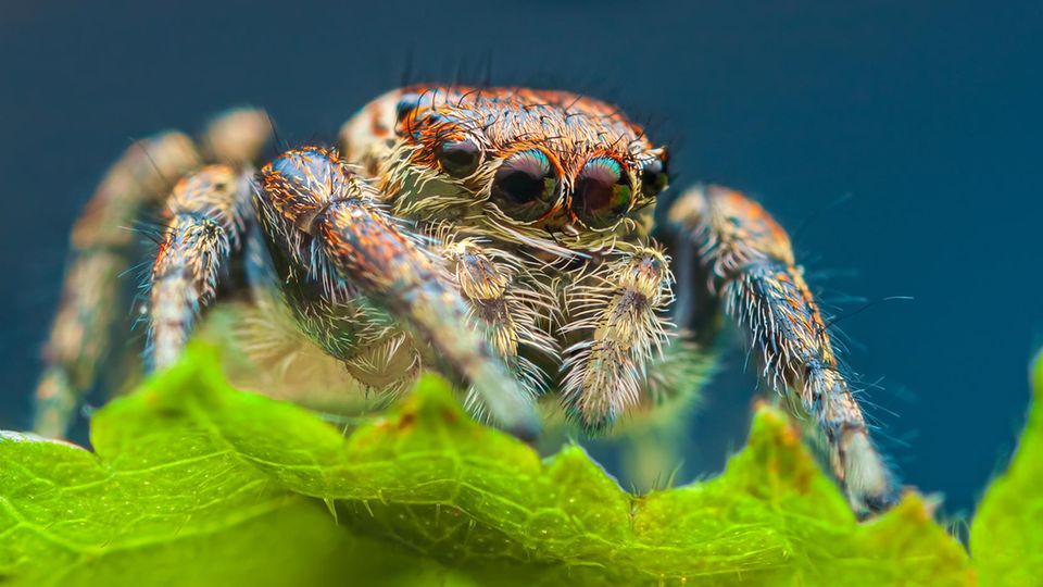 Springspinnen der Art Evarcha arcuata träumen offenbar. Was sie träumen, ist bislang unbekannt