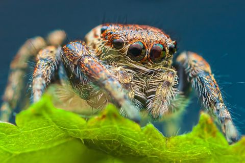 Springspinnen der Art Evarcha arcuata träumen offenbar. Was sie träumen, ist bislang unbekannt