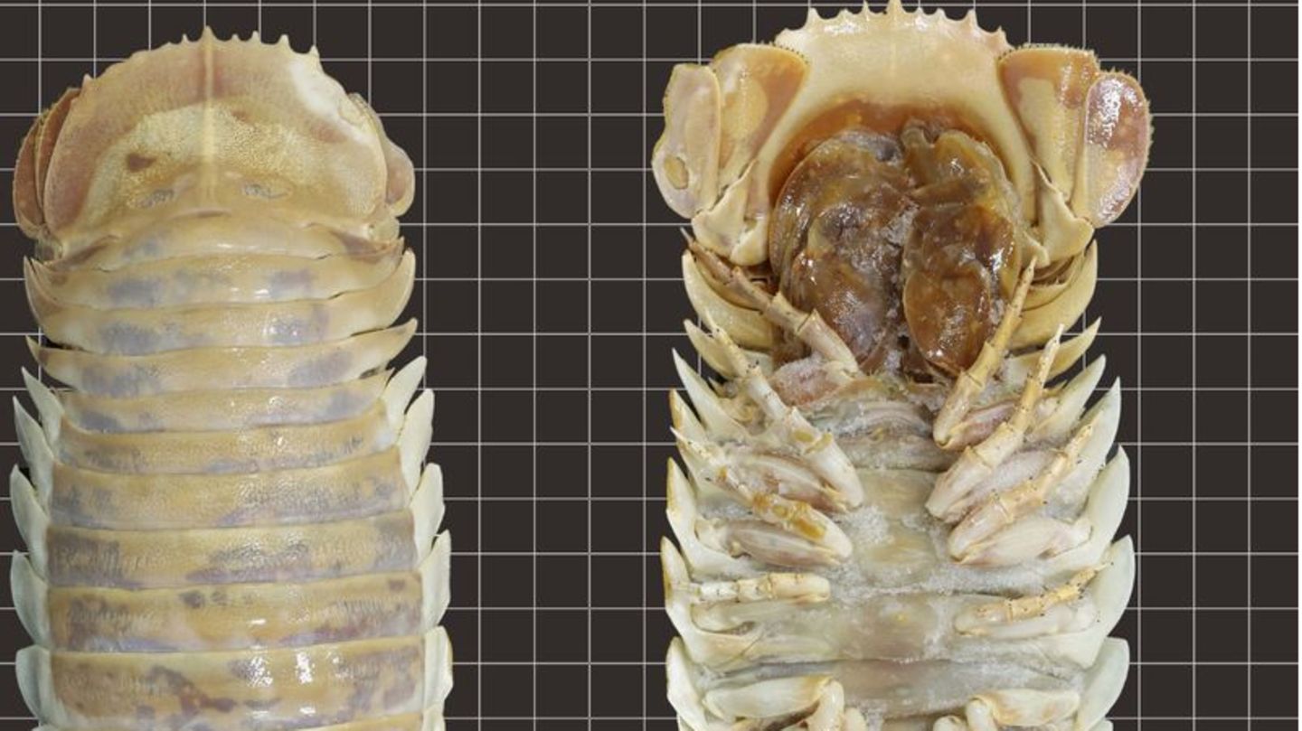 Bathynomus yucatanensis lebt in einer Tiefe von 600 bis 800 Metern vor der mexikanischen Halbinsel Yucatán