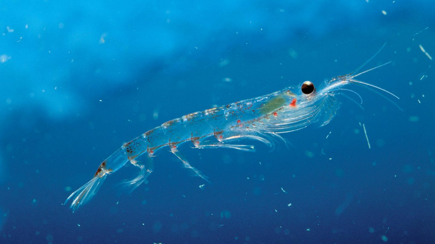 Studie: Antarktischer Krill ist die Nahrungsgrundlage vieler größerer Tiere des Südpolarmeers Antarktischer Krill ist die Nahrungsgrundlage vieler größerer Tiere des Südpolarmeers