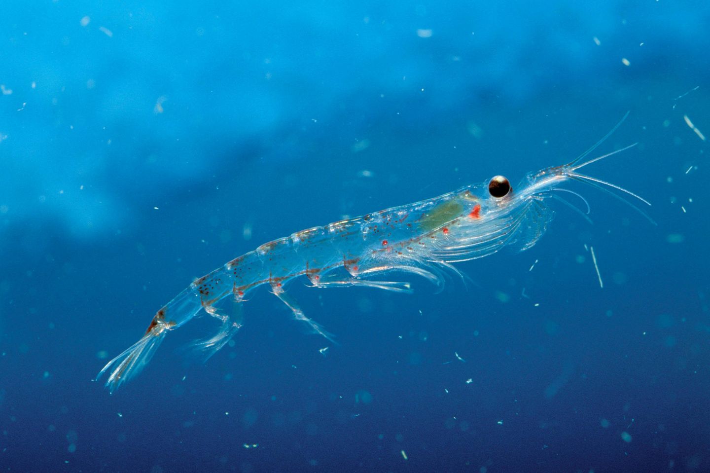 Antarktischer Krill ist die Nahrungsgrundlage vieler größerer Tiere des Südpolarmeers