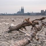 Ausgetrockneter Rhein in Köln