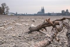 Ausgetrockneter Rhein in Köln