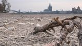 Ausgetrockneter Rhein in Köln