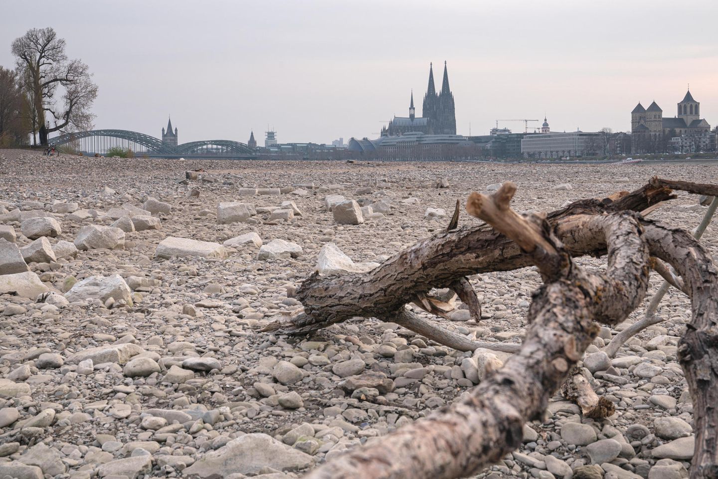 Ausgetrockneter Rhein in Köln