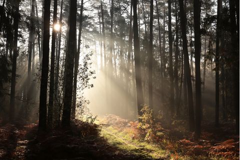 Test: Welcher Waldtyp bist du?