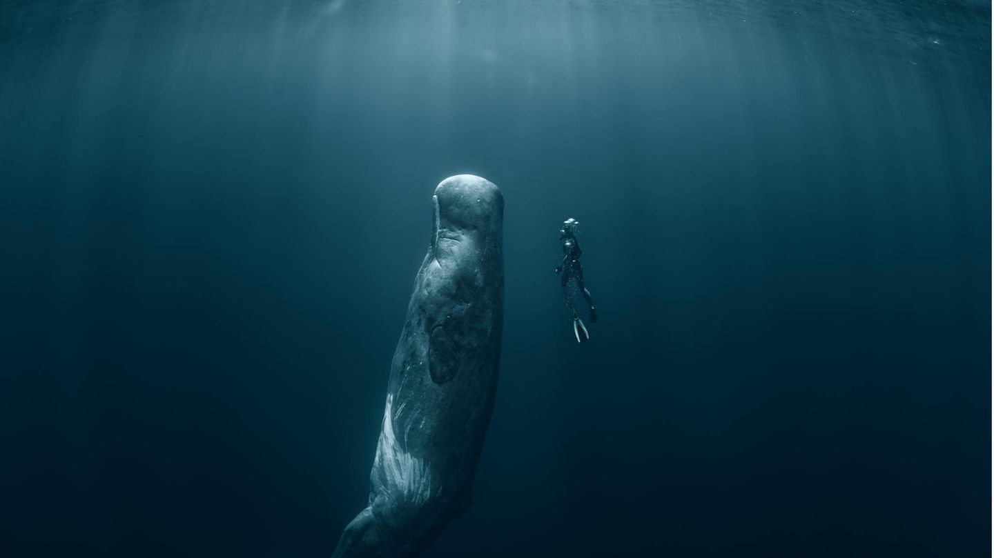 Pottwal und Schwimmer unter Wasser