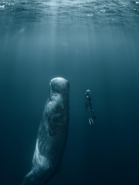 Pottwal und Schwimmer unter Wasser