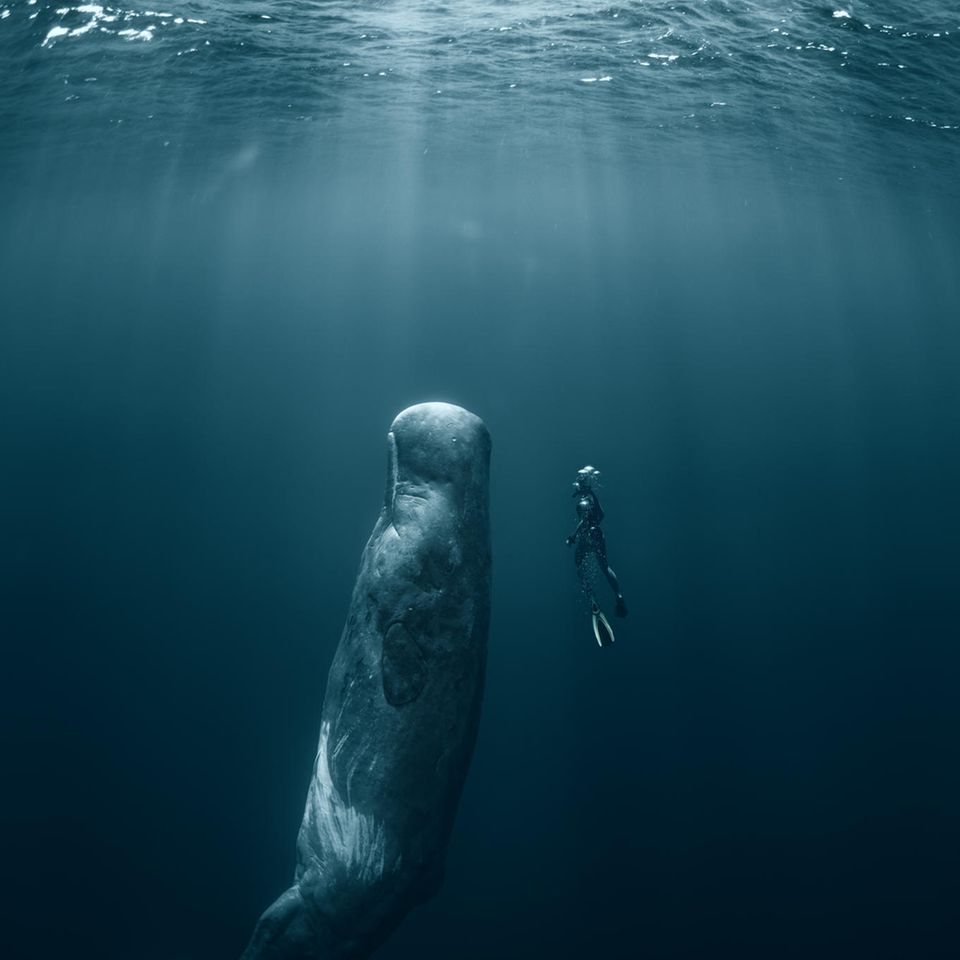 Pottwal und Schwimmer unter Wasser