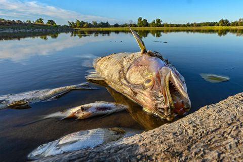 Tote Fische auf der Oder
