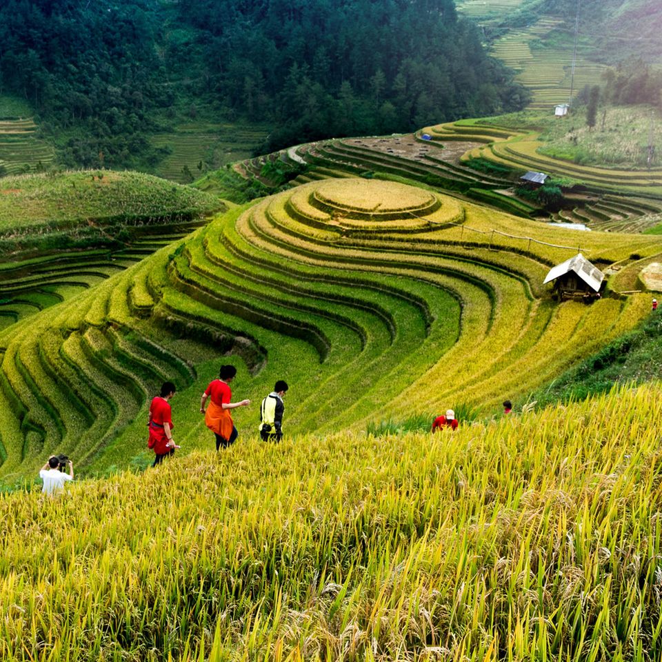 Reisfelder in Vietnam