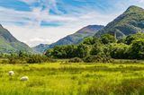 Schafe grasen im Snowdonia Nationalpark