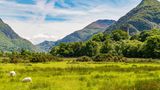 Schafe grasen im Snowdonia Nationalpark