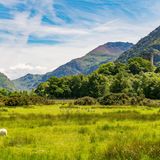 Schafe grasen im Snowdonia Nationalpark