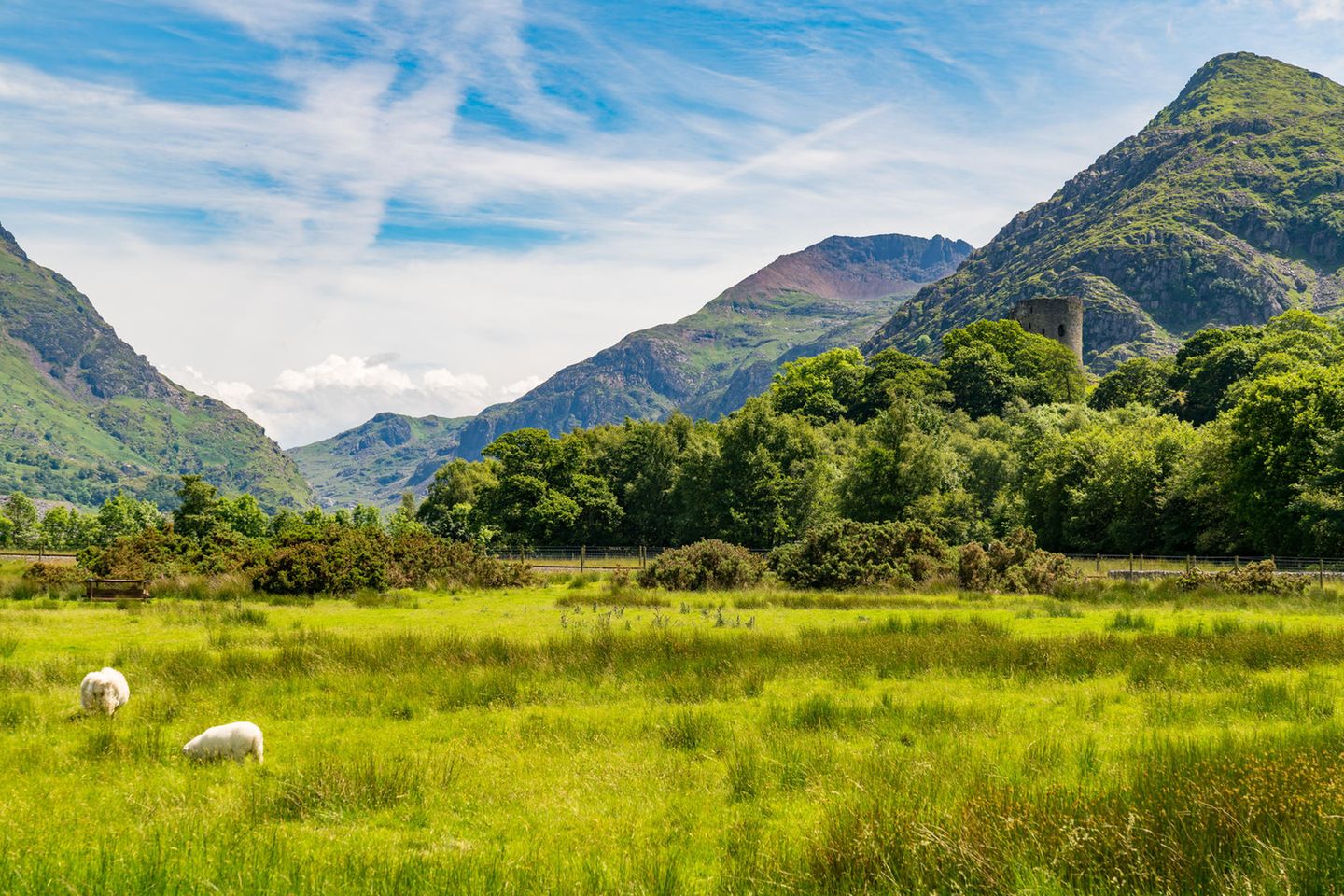 Snowdonia Nationalpark: Hoch hinaus für die Himalaya-Expedition Schafe grasen im Snowdonia Nationalpark
