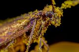 Das Foto von Tim Crabb zeigt die Micro-Motte Micropterix calthella. Goldene Pollenballen bedecken ihren Körper. Der Fotograf arbeitete mit Focus Stacking um die Schärfentiefe zu erweitern. Er wird Zweitplatzierter in der Kategorie "Small World".
