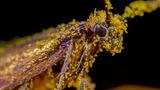 Das Foto von Tim Crabb zeigt die Micro-Motte Micropterix calthella. Goldene Pollenballen bedecken ihren Körper. Der Fotograf arbeitete mit Focus Stacking um die Schärfentiefe zu erweitern. Er wird Zweitplatzierter in der Kategorie "Small World".