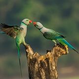 Zwei Malabarsittiche stritten sich um ein paar Reiskörner. Der Fotograf Achintya Murthy war ganz fasziniert von dieser Szene und siegt damit in der Kategorie "Under 16".