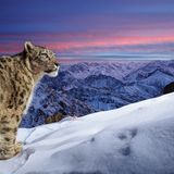 Ein Schneeleopard sucht im zerklüfteten Ladakh-Gebirge nach Beute. Das zweitplatzierte Bild in der Kategorie "Camera Traps" von Sascha Fonseca entstand im indischen Himalaja. Der Fotograf musste während des dreijährigen Kamerafallen-Projekts mit einigen Herausforderungen kämpfen. Die große Höhe, wenig Sauerstoff und ein mondartiges Gelände erschwerten die Arbeit.