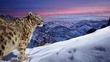 Ein Schneeleopard sucht im zerklüfteten Ladakh-Gebirge nach Beute. Das zweitplatzierte Bild in der Kategorie "Camera Traps" von Sascha Fonseca entstand im indischen Himalaja. Der Fotograf musste während des dreijährigen Kamerafallen-Projekts mit einigen Herausforderungen kämpfen. Die große Höhe, wenig Sauerstoff und ein mondartiges Gelände erschwerten die Arbeit.