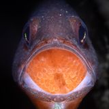 Der männliche Barsch der Art Vincentia novaehollandiae hütet bis zu einen Monat den Laich, den das Weibchen in seinem Maul abgelegt hat. Ein zweiter Platz für das Foto von Talia Greis in der Kategorie "Underwater".