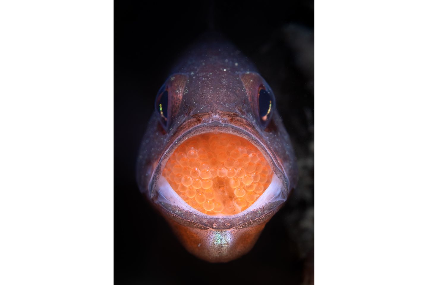 Der männliche Barsch der Art Vincentia novaehollandiae hütet bis zu einen Monat den Laich, den das Weibchen in seinem Maul abgelegt hat. Ein zweiter Platz für das Foto von Talia Greis in der Kategorie "Underwater".