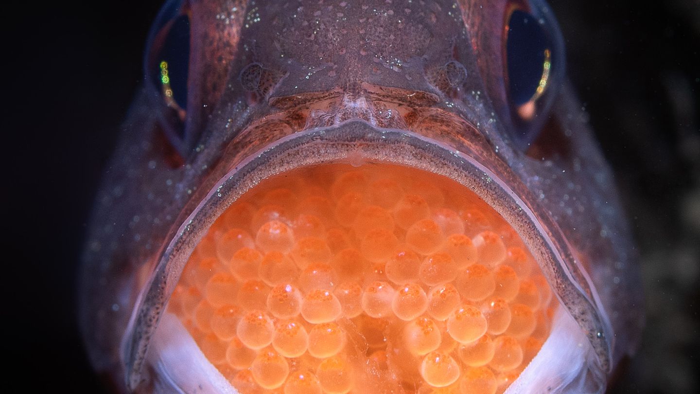 Der männliche Barsch der Art Vincentia novaehollandiae hütet bis zu einen Monat den Laich, den das Weibchen in seinem Maul abgelegt hat. Ein zweiter Platz für das Foto von Talia Greis in der Kategorie "Underwater".