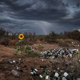 Ein dramatisches Szenario: Im Hintergrund türmen sich Gewitterwolken auf, während ein Blitz die Erde trifft . Im Vordergrund  erstreckt sich eine Müllhalde. Und mittendrin eine prächtige Sonnenblume, die stoisch zu leuchten scheint. Ein Gewinnerfoto in der Kategorie "Landscapes" von Bertus Hanekom.