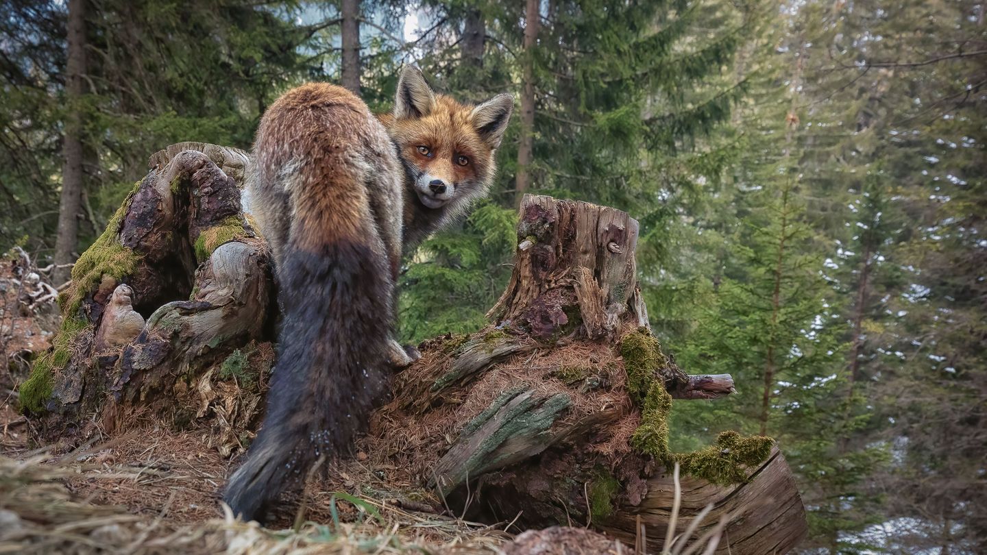 Fuchs im Fokus Einen Monat lang beobachtete Matt Engelmann den Fuchsrüden. In der Nähe der Markierungsstelle des Tieres positionierte er seine Weitwinkelkamera, die er per Fernauslöser bediente. Engelmann gewinnt mit diesem Bild den zweiten Platz in der Kategorie "Wild Portraits".