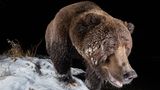 Mit seiner Kamerafalle erwischt Geoffrey Reynaud in Yukon, Kanada einen Grizzlybären, dem bei Minus 15 Grad das Fell "einfriert". Das Foto siegt in der Kategorie "Camera Traps".