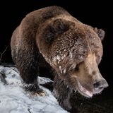 Mit seiner Kamerafalle erwischt Geoffrey Reynaud in Yukon, Kanada einen Grizzlybären, dem bei Minus 15 Grad das Fell "einfriert". Das Foto siegt in der Kategorie "Camera Traps".