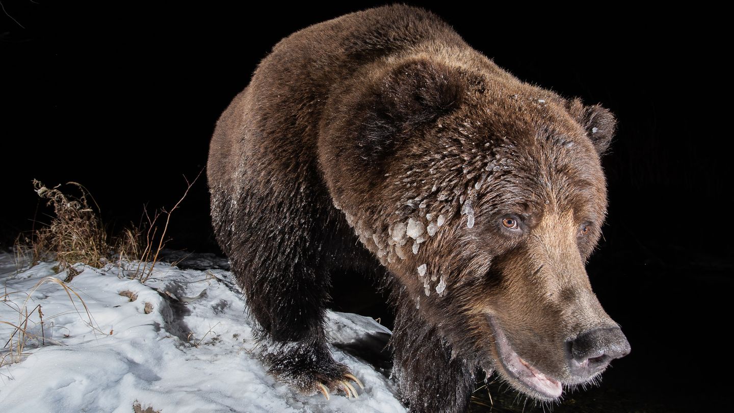 Mit seiner Kamerafalle erwischt Geoffrey Reynaud in Yukon, Kanada einen Grizzlybären, dem bei Minus 15 Grad das Fell "einfriert". Das Foto siegt in der Kategorie "Camera Traps".