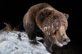 Mit seiner Kamerafalle erwischt Geoffrey Reynaud in Yukon, Kanada einen Grizzlybären, dem bei Minus 15 Grad das Fell "einfriert". Das Foto siegt in der Kategorie "Camera Traps".