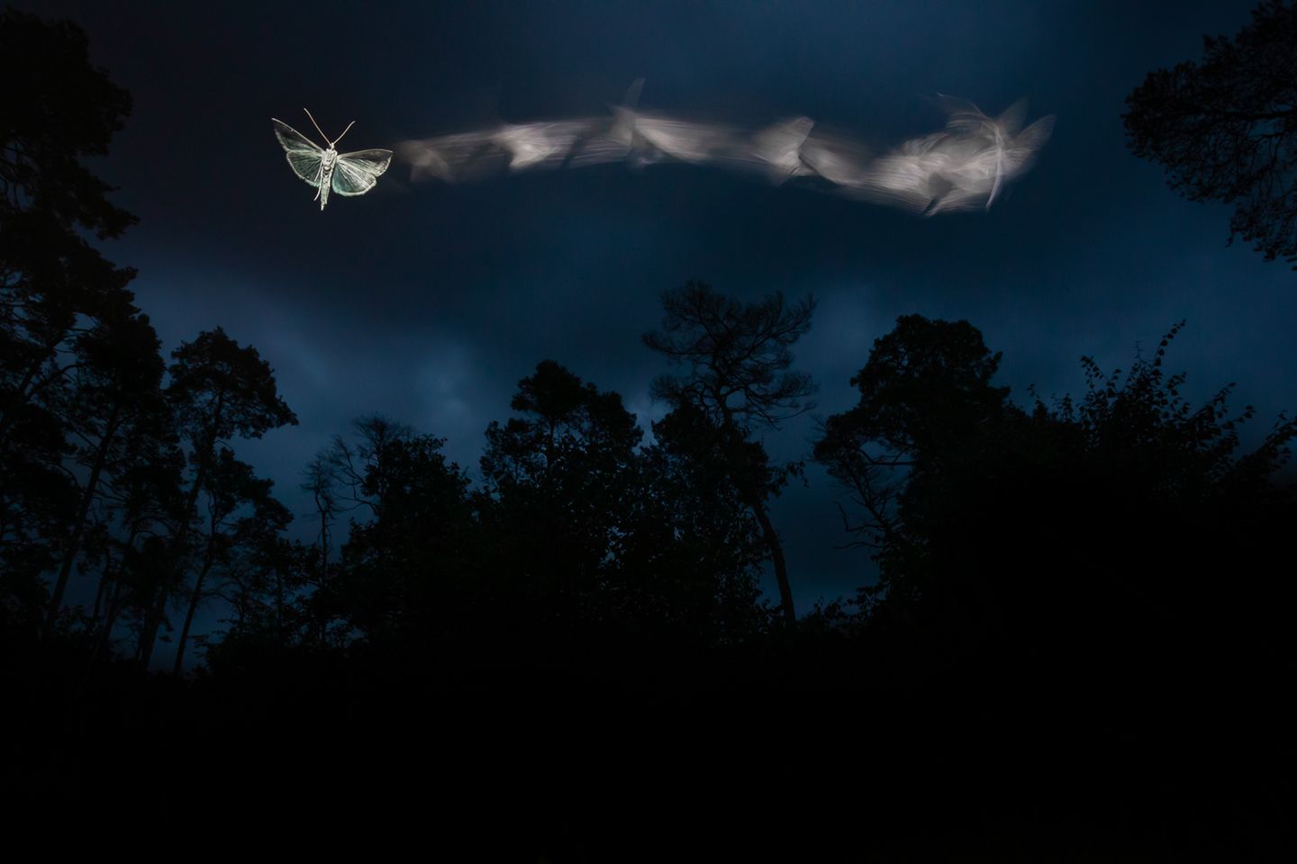 Eine faszinierende Langzeitbelichtung einer Motte beschert dem Fotografen Tibor Litauszki den Sieg in der Kategorie "Small World". Um die Motte sehen zu können, beleuchtete er sie mit einem LED-Stirnlampe, mit einem Blitz fror er das Motiv ein.