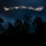 Eine faszinierende Langzeitbelichtung einer Motte beschert dem Fotografen Tibor Litauszki den Sieg in der Kategorie "Small World". Um die Motte sehen zu können, beleuchtete er sie mit einem LED-Stirnlampe, mit einem Blitz fror er das Motiv ein.