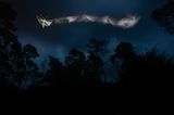 Eine faszinierende Langzeitbelichtung einer Motte beschert dem Fotografen Tibor Litauszki den Sieg in der Kategorie "Small World". Um die Motte sehen zu können, beleuchtete er sie mit einem LED-Stirnlampe, mit einem Blitz fror er das Motiv ein.