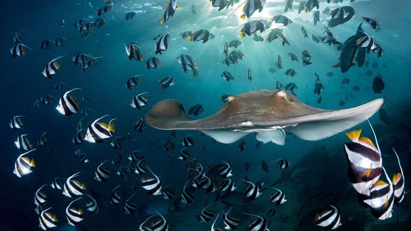 Unter Wasser Beim Sporttauchen hält Andy Schmid, Gewinner der Kategorie "Underwater" eine faszinierende Szene fest: Die Stachelrochen-Art Himantura fai teilt einen Schwarm Wimpelfische und gleitet majestätisch auf die Kamera zu. Hinter ihm wirft die untergehende Sonne Strahlen ins Meer.