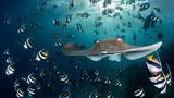 Beim Sporttauchen  hält Andy Schmid, Gewinner der Kategorie "Underwater" eine faszinierende Szene fest: Die Stachelrochen-Art Himantura fai teilt einen Schwarm Wimpelfische und gleitet majestätisch auf die Kamera zu. Hinter ihm wirft die untergehende Sonne Strahlen ins Meer.