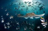 Beim Sporttauchen  hält Andy Schmid, Gewinner der Kategorie "Underwater" eine faszinierende Szene fest: Die Stachelrochen-Art Himantura fai teilt einen Schwarm Wimpelfische und gleitet majestätisch auf die Kamera zu. Hinter ihm wirft die untergehende Sonne Strahlen ins Meer.