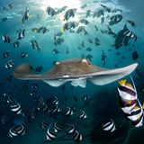 Beim Sporttauchen  hält Andy Schmid, Gewinner der Kategorie "Underwater" eine faszinierende Szene fest: Die Stachelrochen-Art Himantura fai teilt einen Schwarm Wimpelfische und gleitet majestätisch auf die Kamera zu. Hinter ihm wirft die untergehende Sonne Strahlen ins Meer.