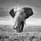 Was wie eine Rauchwolke scheint, ist Sand, den der Elefant in die Luft bläst. Nach einem Schlammbad schlenderte er durch den Krater Ngorongoro, während der Fotograf im Serienmodus auf den Auslöser drückte. Einen zweiten Platz gewinnt Michael Snedic mit diesem Bild.