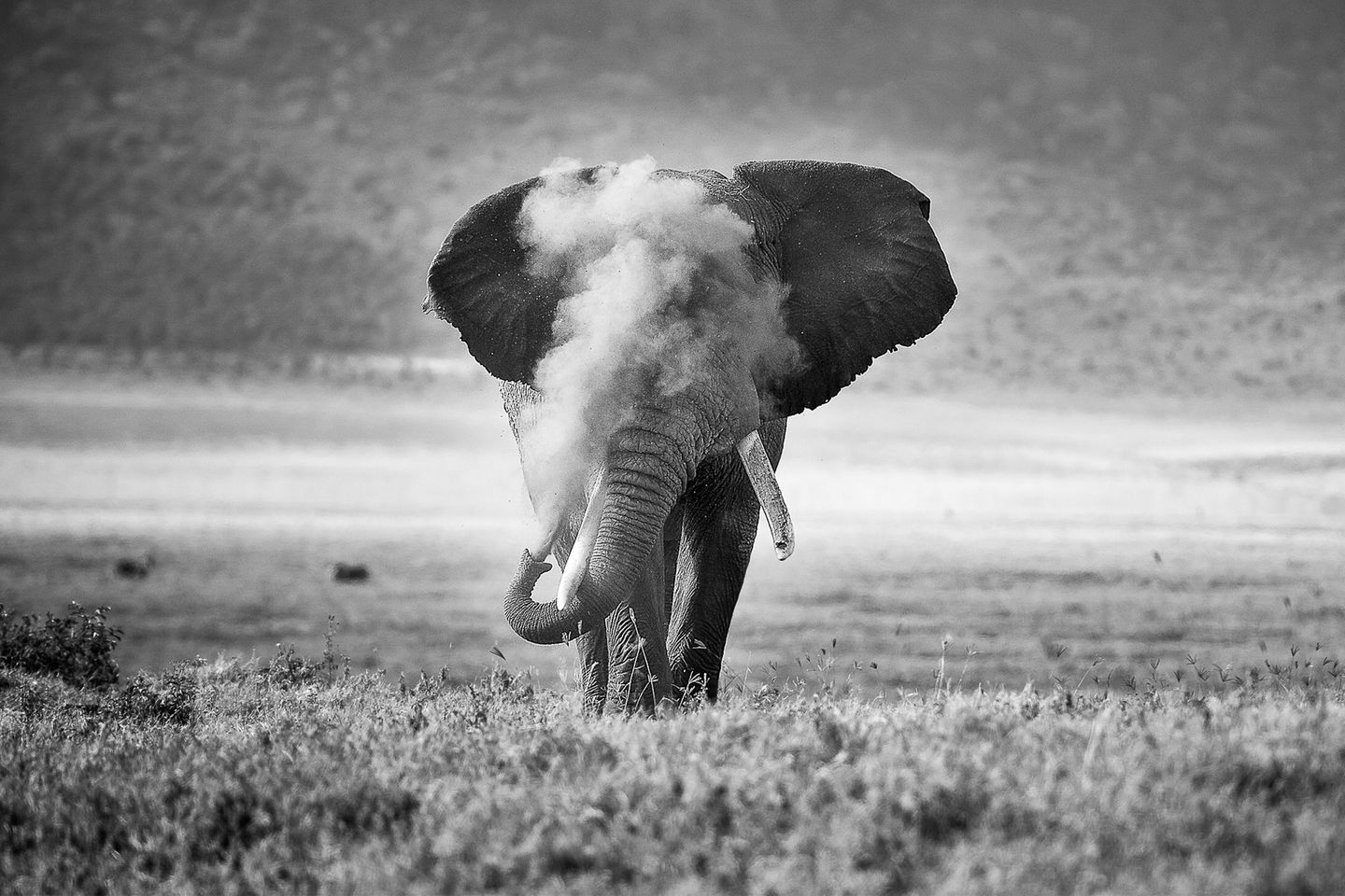 Was wie eine Rauchwolke scheint, ist Sand, den der Elefant in die Luft bläst. Nach einem Schlammbad schlenderte er durch den Krater Ngorongoro, während der Fotograf im Serienmodus auf den Auslöser drückte. Einen zweiten Platz gewinnt Michael Snedic mit diesem Bild.
