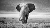 Was wie eine Rauchwolke scheint, ist Sand, den der Elefant in die Luft bläst. Nach einem Schlammbad schlenderte er durch den Krater Ngorongoro, während der Fotograf im Serienmodus auf den Auslöser drückte. Einen zweiten Platz gewinnt Michael Snedic mit diesem Bild.
