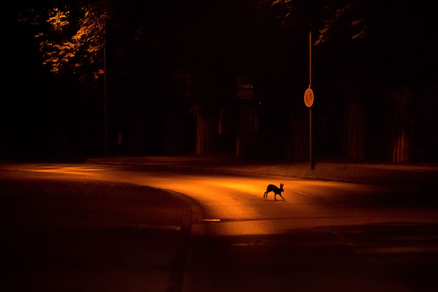 Tagsüber tummeln sich die Menschen am Stadtrand Kassels. Nachts gehört der Ort den Tieren. Jan Piecha gewinnt in der Kategorie "Urban Wildlife".