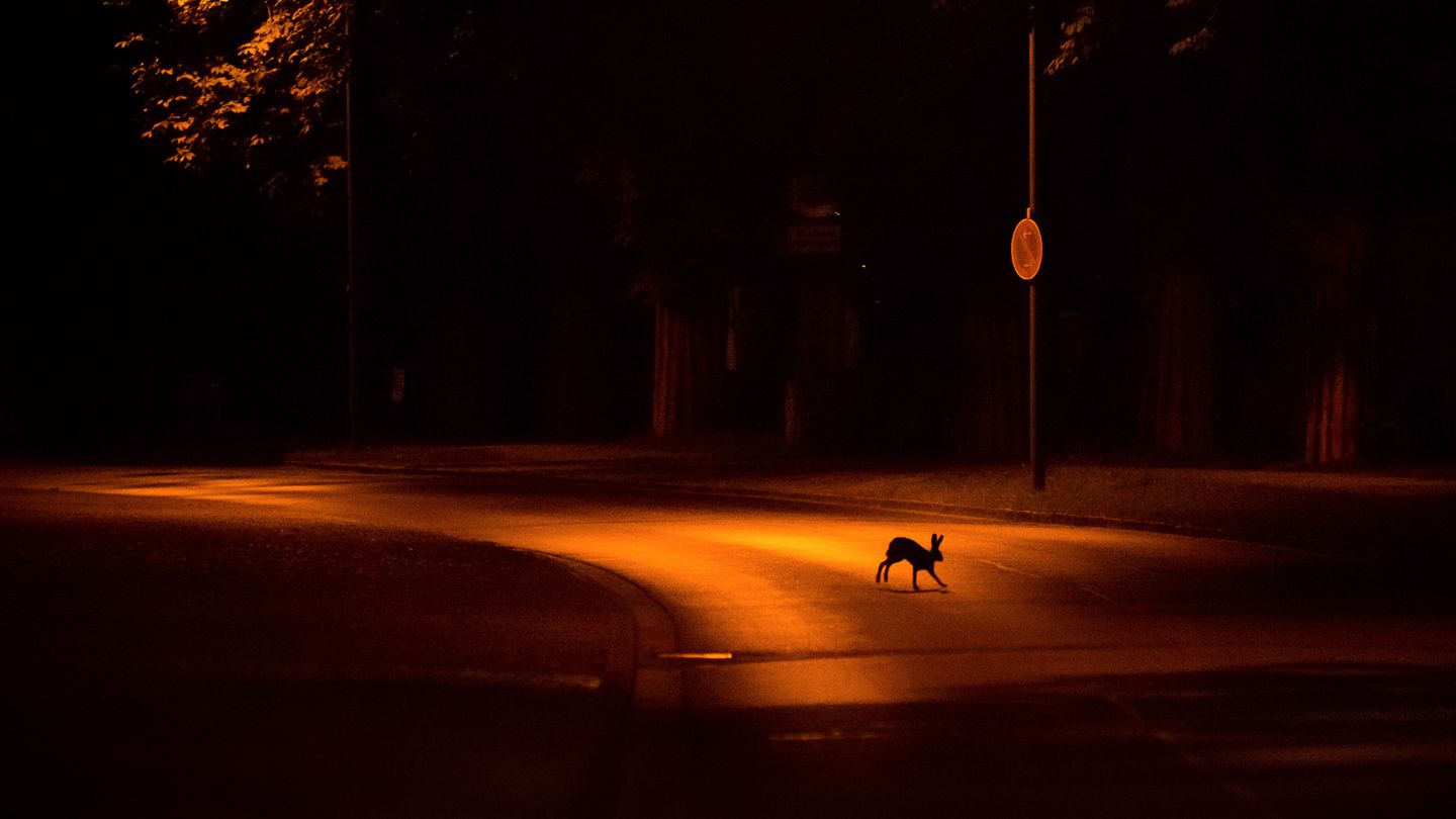 Tagsüber tummeln sich die Menschen am Stadtrand Kassels. Nachts gehört der Ort den Tieren. Jan Piecha gewinnt in der Kategorie "Urban Wildlife".