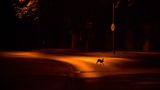 Tagsüber tummeln sich die Menschen am Stadtrand Kassels. Nachts gehört der Ort den Tieren. Jan Piecha gewinnt in der Kategorie "Urban Wildlife".