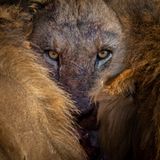 "Wenn einem ein riesiger Löwe direkt in die Augen schaut, vergisst man sofort, dass man sicher im Auto sitzt. Instinktiv duckst du dich und ziehst dich langsam tiefer ins Auto zurück, um kein Raubtier zu provozieren", schreibt Tomasz Szpila über sein Gewinnerfoto in der Kategorie "Wild Portraits".