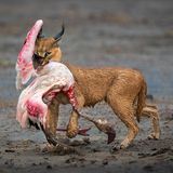 Eigentlich hatte Dennis Stogsdill  die Nachricht erhalten, dass ein Serval am Ufer des Ndutu-Sees jagen geht. Schnell machte er sich auf den Weg, um nach Ankunft  festzustellen, dass stattdessen ein Karakal auf der Pirsch nach den Flamigos war. Dieser wurde zügig erfolgreich und der Fotograf  konnte den stolzen Jäger mit Beute  einfangen. Sein Foto gewinnt den Hauptpreis des Nature TTL Photographer of the Year 2022.