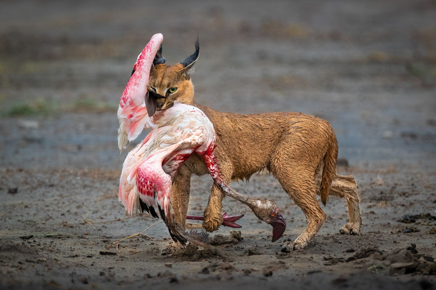Eigentlich hatte Dennis Stogsdill  die Nachricht erhalten, dass ein Serval am Ufer des Ndutu-Sees jagen geht. Schnell machte er sich auf den Weg, um nach Ankunft  festzustellen, dass stattdessen ein Karakal auf der Pirsch nach den Flamigos war. Dieser wurde zügig erfolgreich und der Fotograf  konnte den stolzen Jäger mit Beute  einfangen. Sein Foto gewinnt den Hauptpreis des Nature TTL Photographer of the Year 2022.